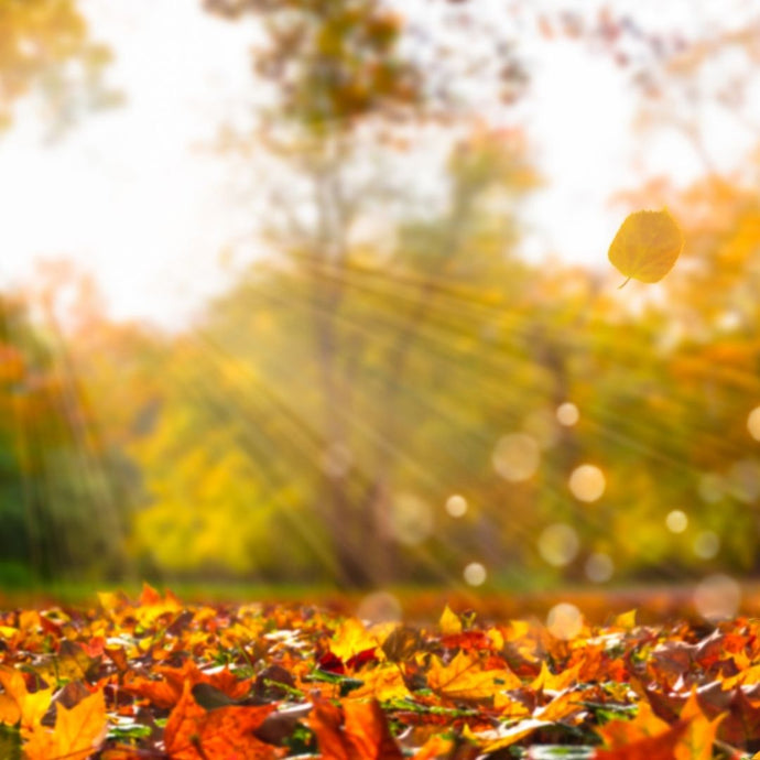 Astrology Forecast for November 10-16, 2025